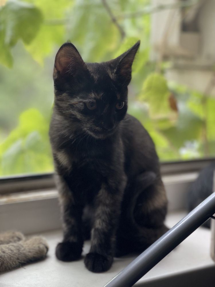 Бесплано отдам котят