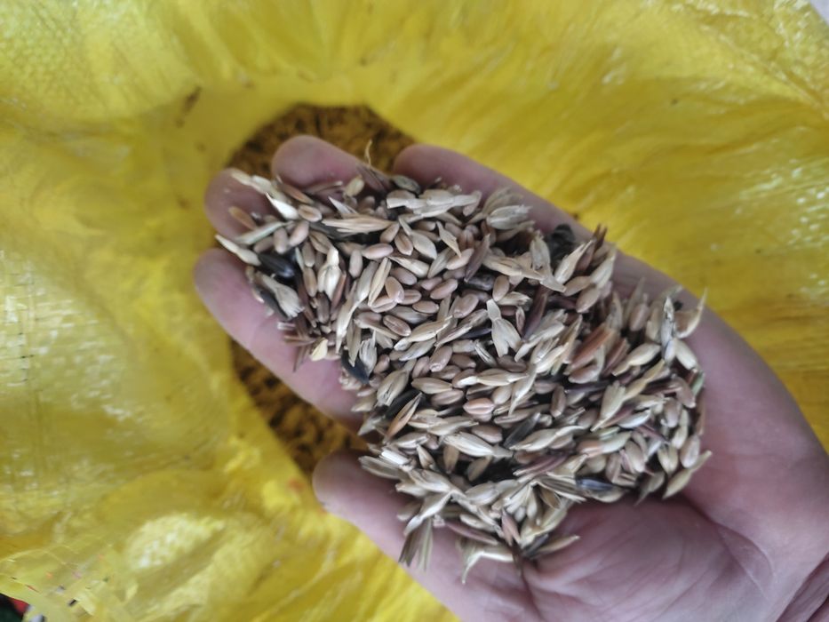 Sechka tozasi bugʻdoy maydalangani mikina sulu bugʻdoyli