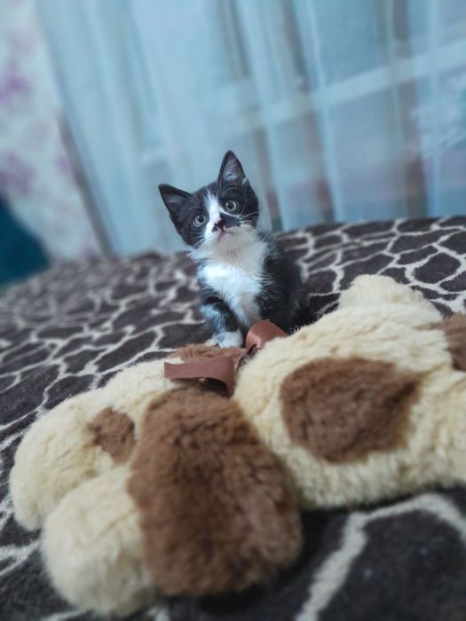 Отдадим в добрые руки котят