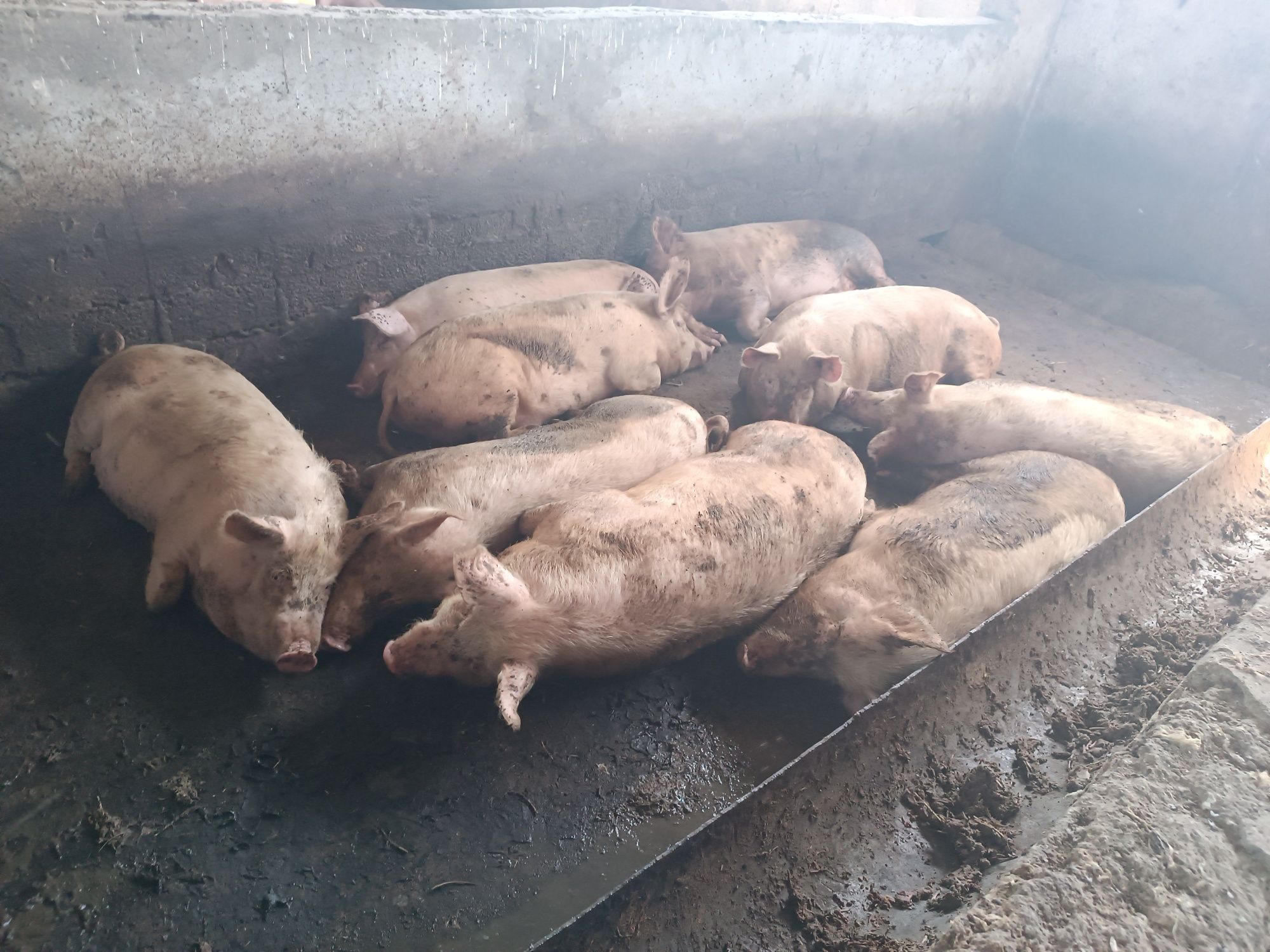 Скотина на продажу мясом