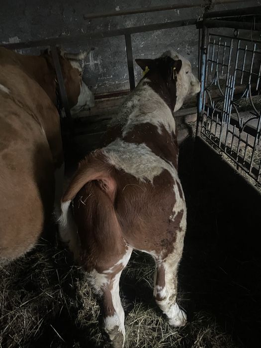 Vand vițel bălțat