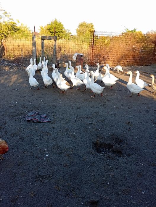 Gâste Brăila Tufesti