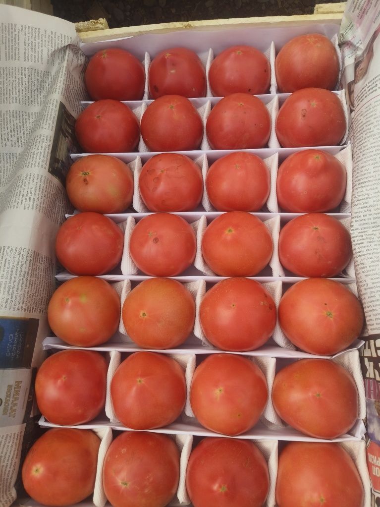 Помидоры Маджента
