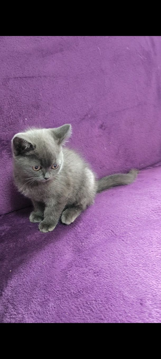 British shorthair blue