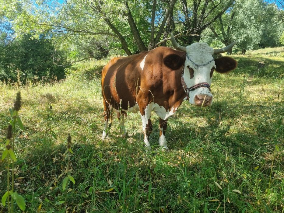 Vacă bălțată românească