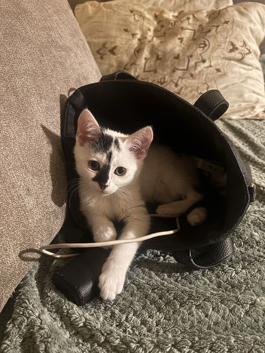 Джой търси семейство