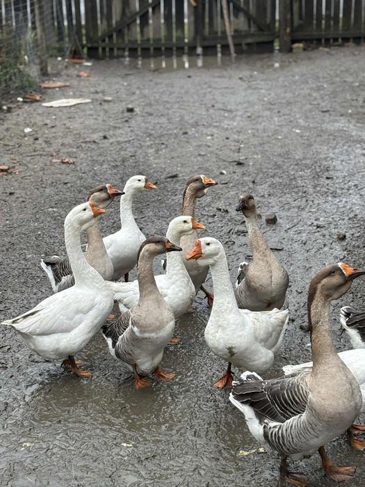 Vand gaste sau schimb