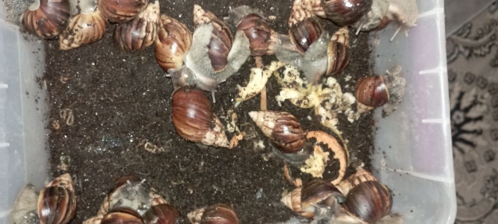 Ulitkala akti  muammosi borla uchun ham