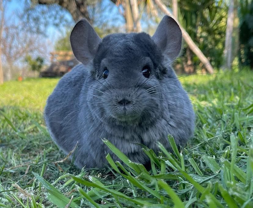 Chinchilla cincila sinsila chinchila