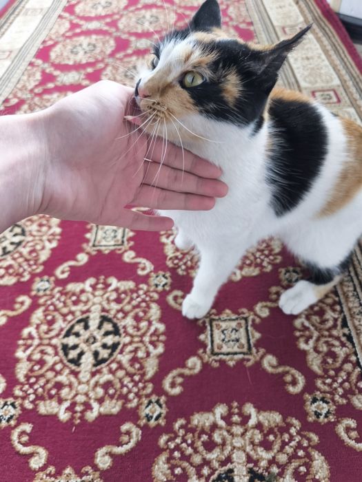 Отдам в хорошие руки