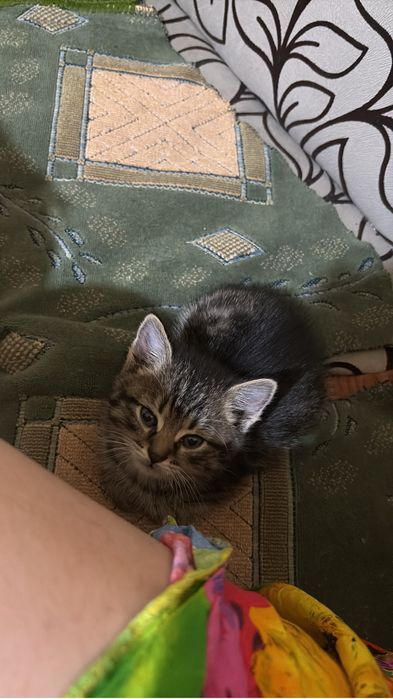 Отдам в добрые руки котенка мальчик