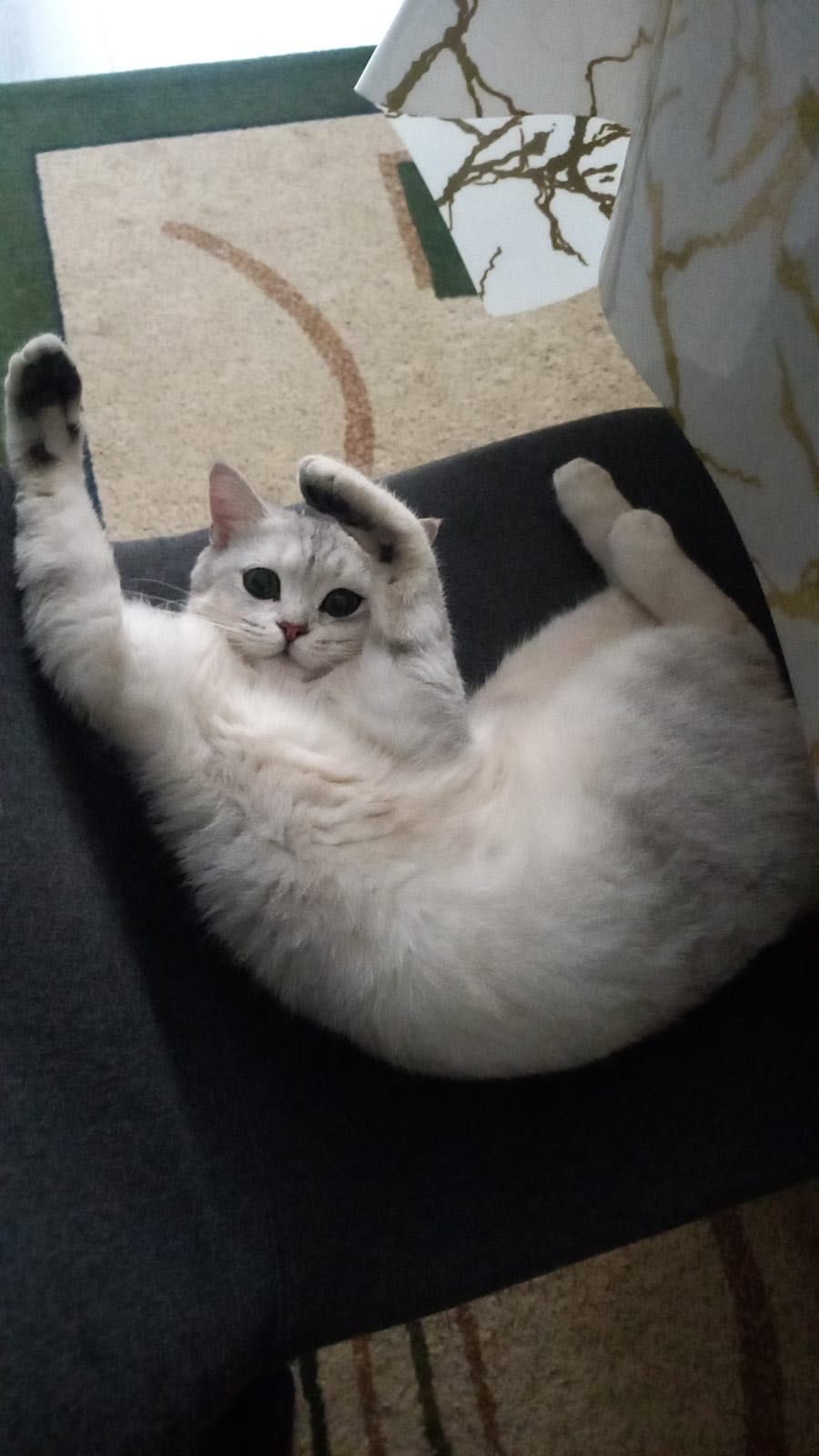 Кот Британский Скоттиш Страйт