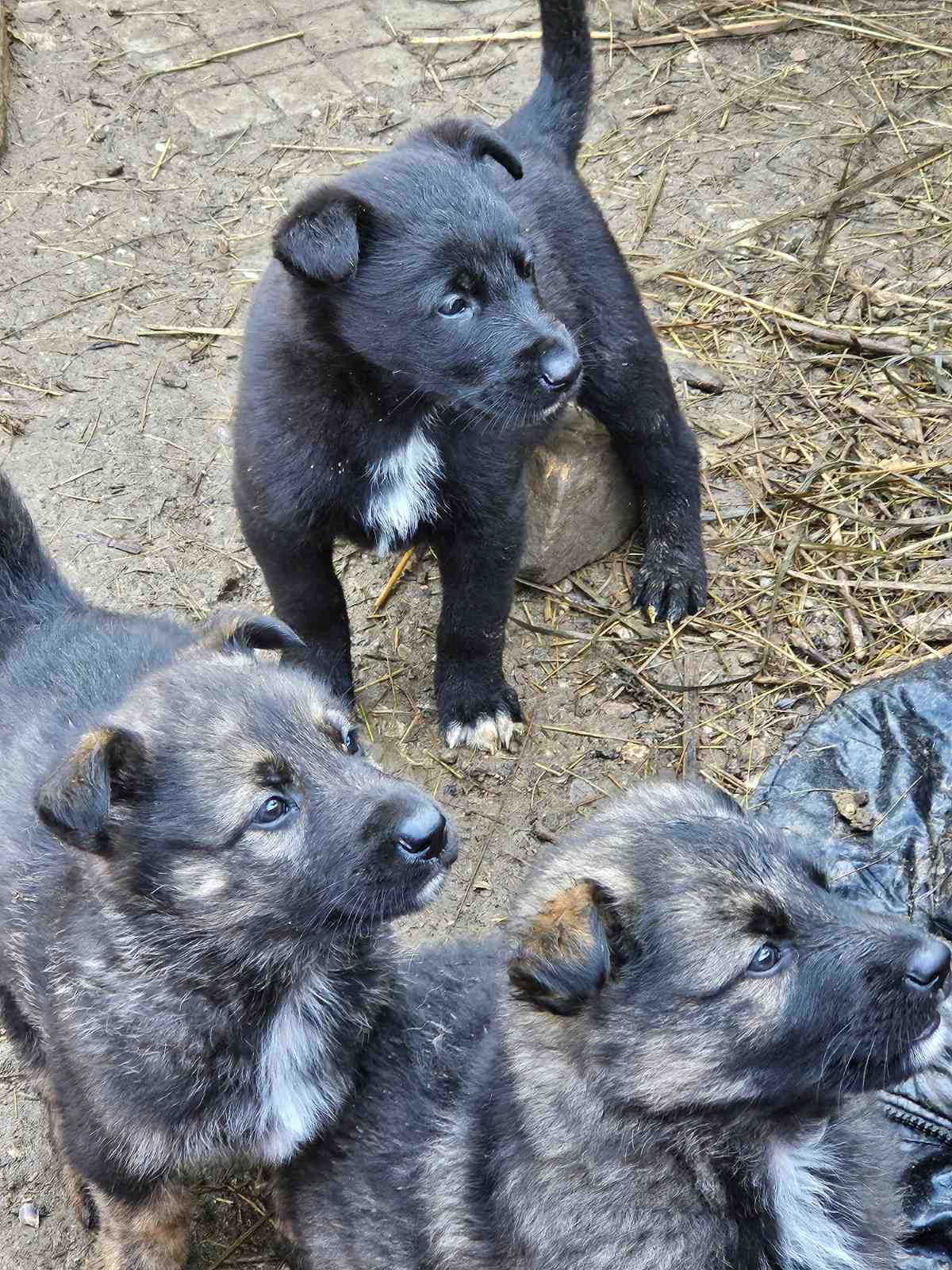 Подарявам кученца на 1 месец