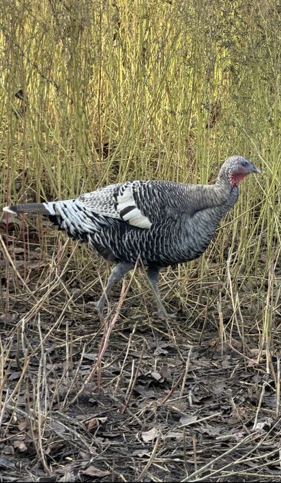 Curci rasa pura Americane Salbatic