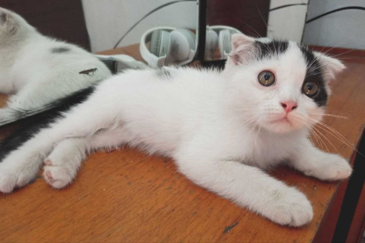 Продается котенок (мальчик) СКОТИШ ФОЛД