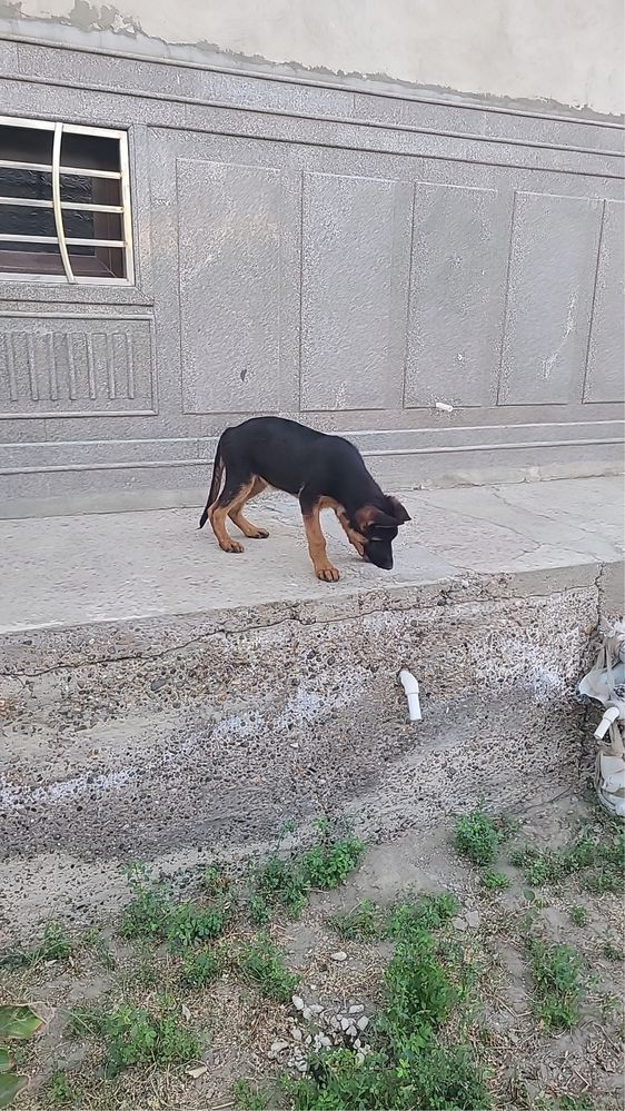 Avcharka  nemis 3 oylik