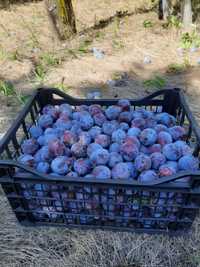Vând prune de damasc en-gros