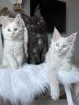 Мейн кун котенца / Мейн куун котенца / Maine coon kittens