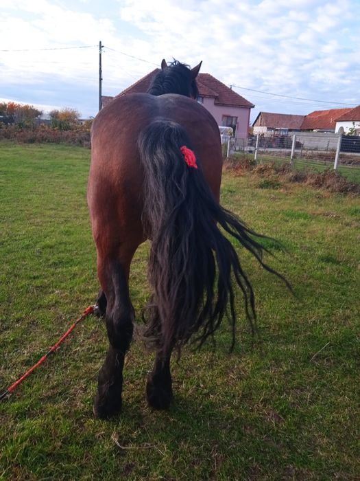 Vând mânz de doi ani și jumătate