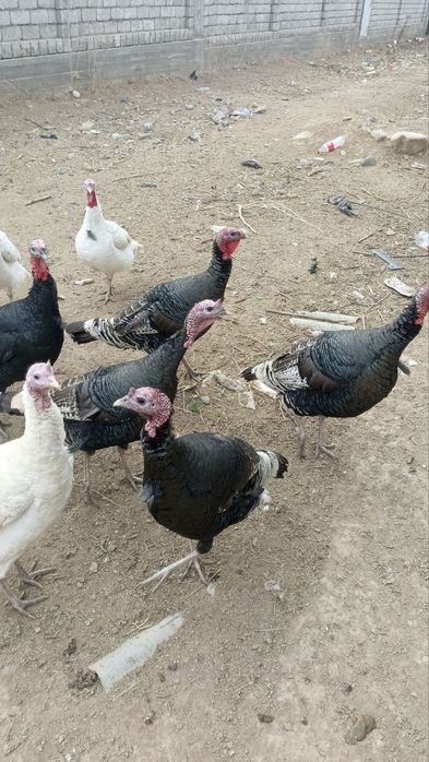 Продам домашних индюков и индюшек.
