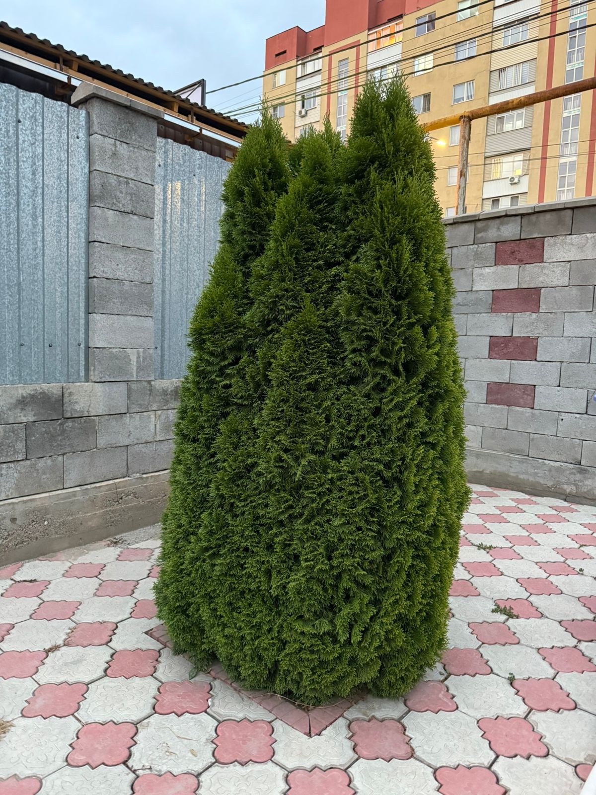 Туя смарагд 2 метра