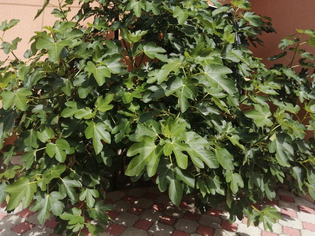 Butasi Paulownia, butasi kiwi, butasi smochin și butasi rodieri.