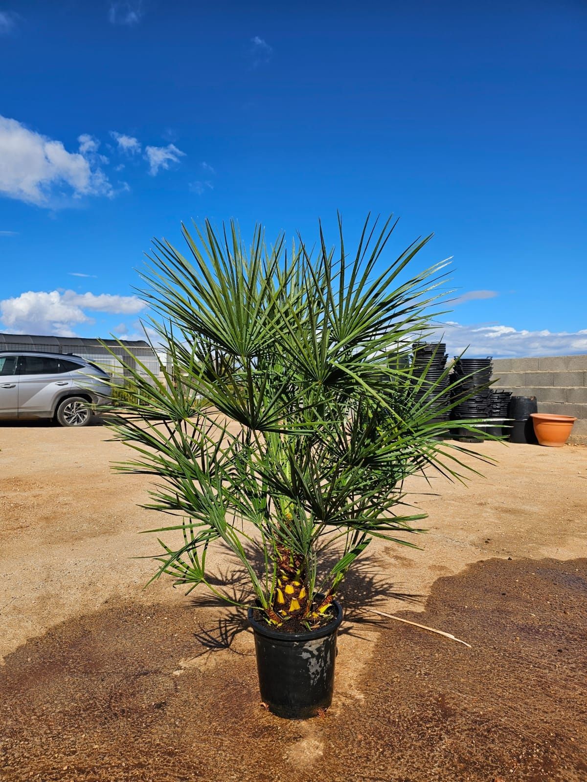 Plante Ornamentale de Vânzare