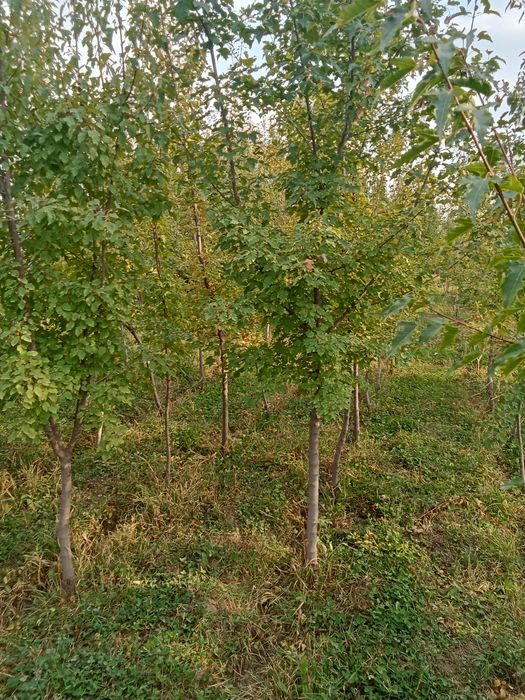 Клен татарский редкий