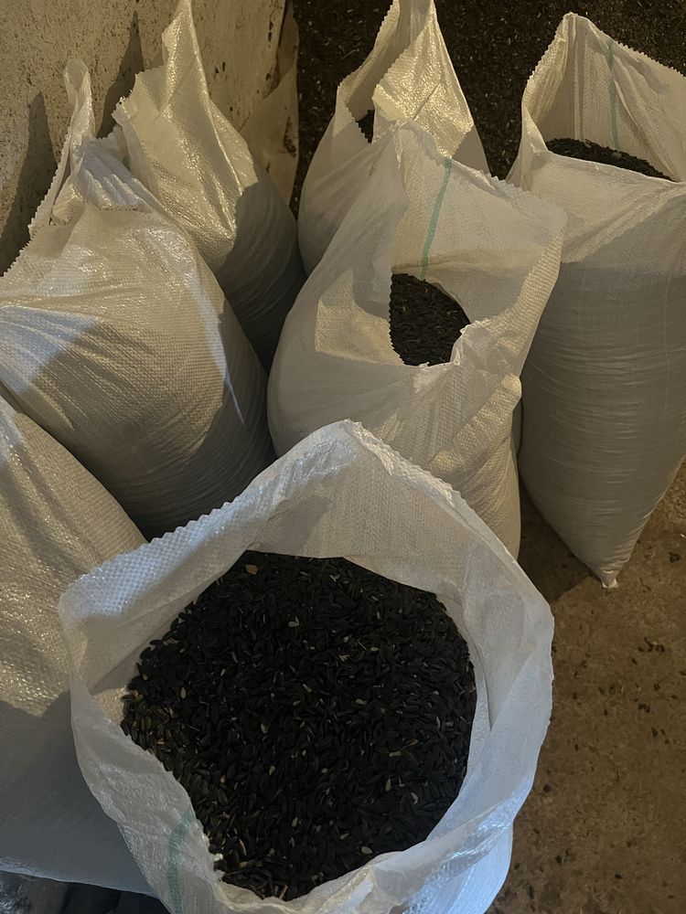 Floarea soarelui de vanzare