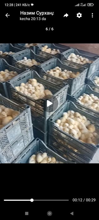 Кунлик жўжа бор 40 мингта