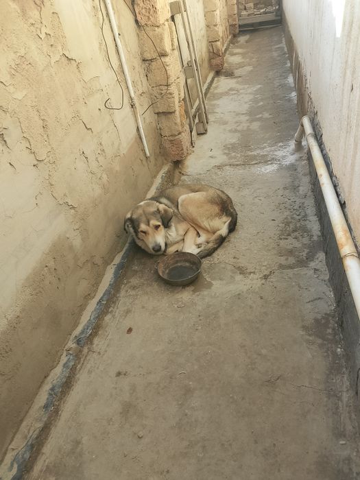 Отдам бесплатно собаку