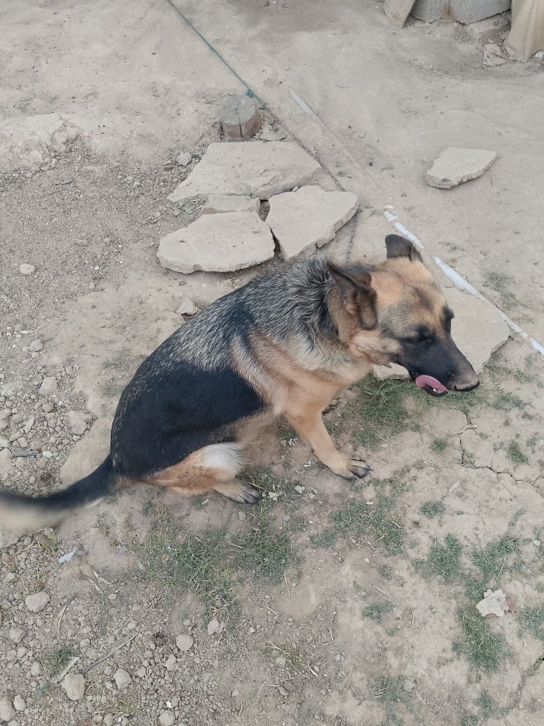 Nimertskiy afcharka soğlom