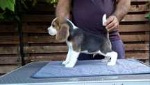 Pui Beagle tricolor din părinți cu pedigree