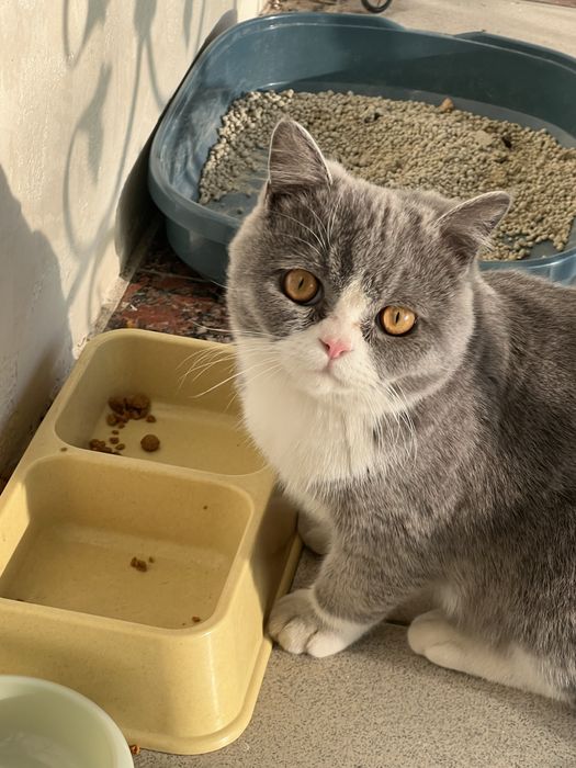 британский короткошёрстный (British Shorthair).