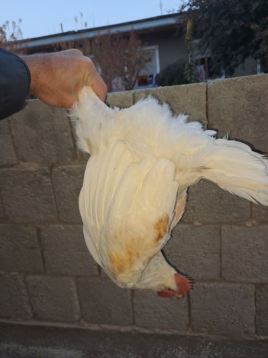 Xuroz sotiladi uyga bokilgan