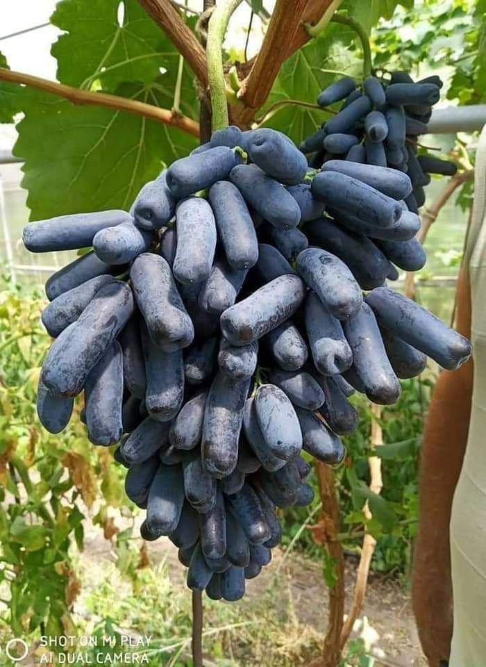 Uzum, Avatar ko'chati