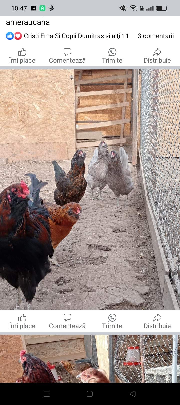 Ouă de ameraucana, verzi,pt incubație