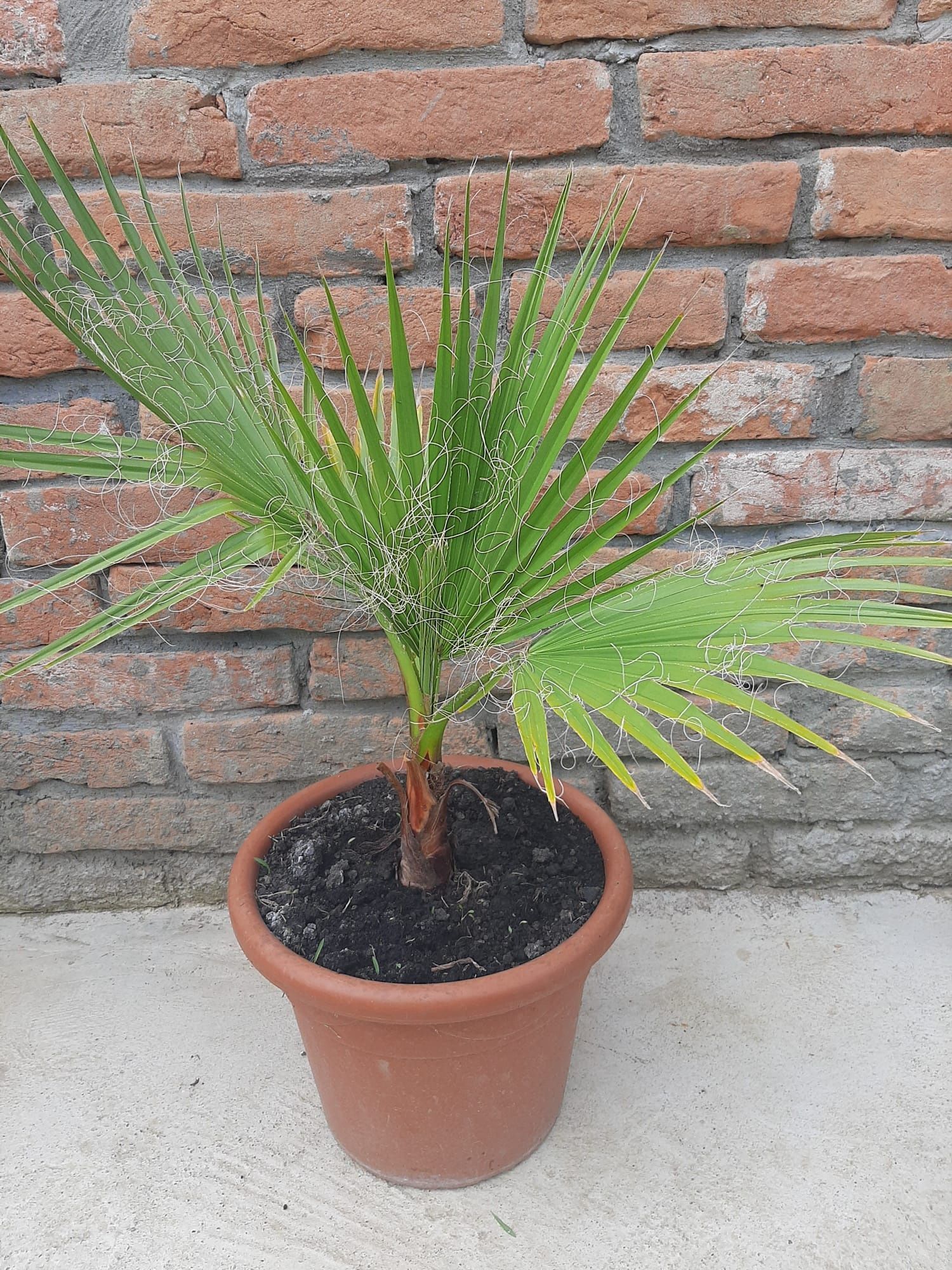 Vând palmier rezistent