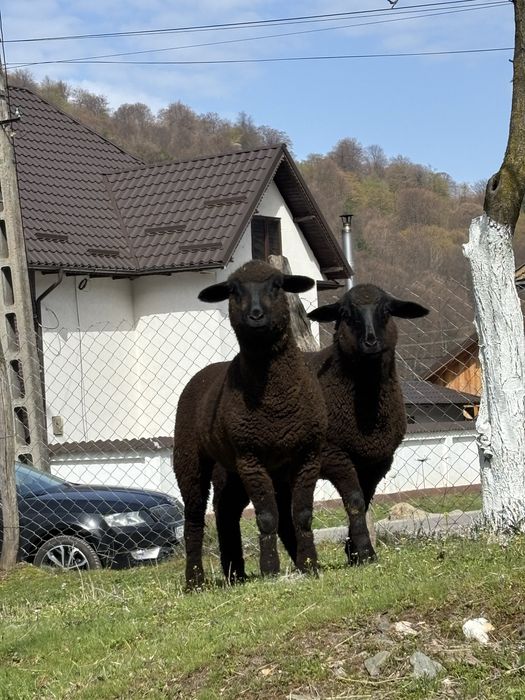 Oi de vanzare tinere si pe ales