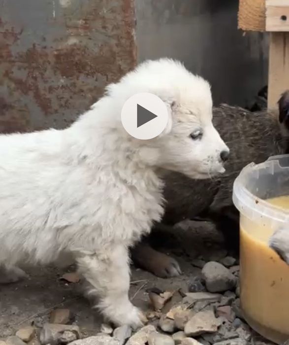 Отдам бесплатно собаку