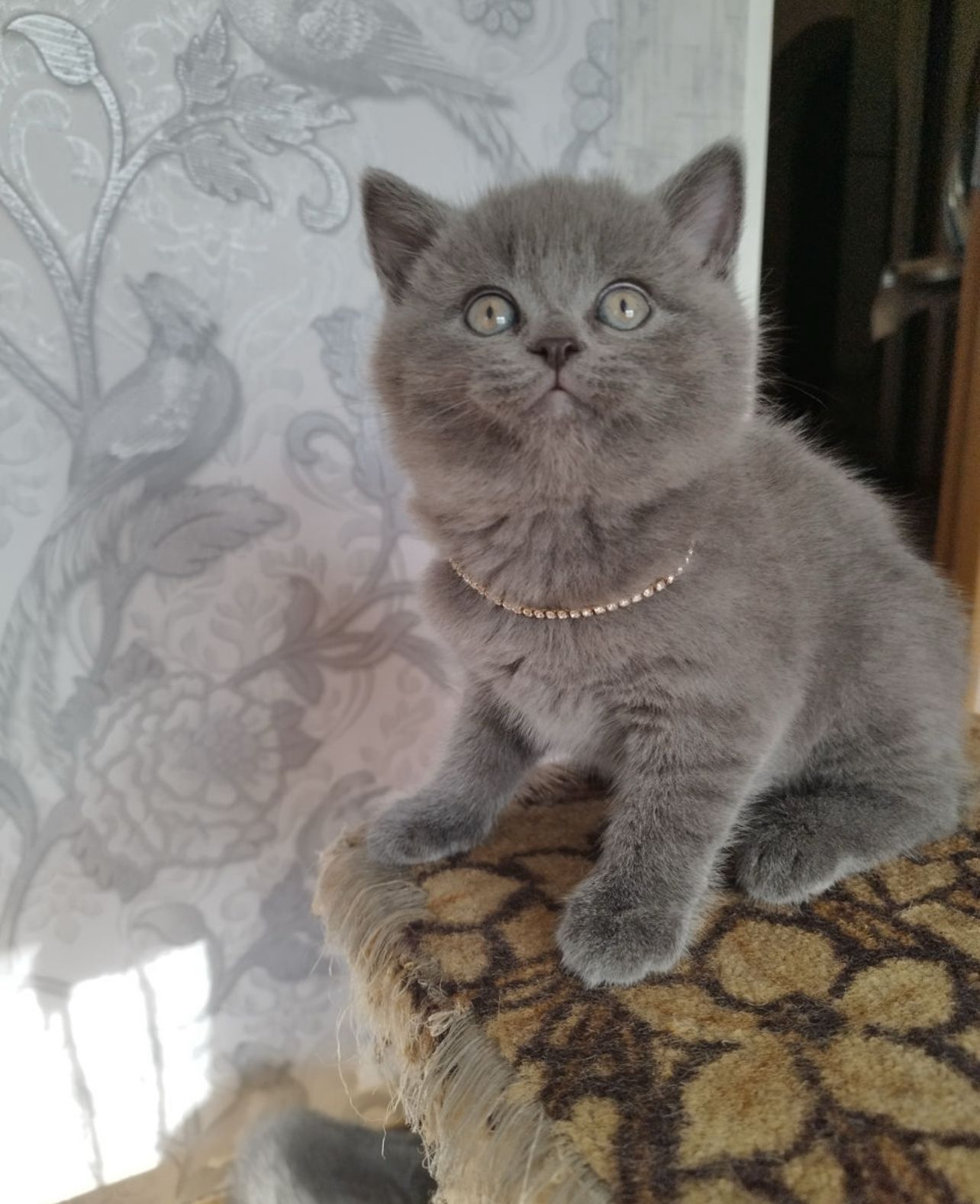 British blue femela