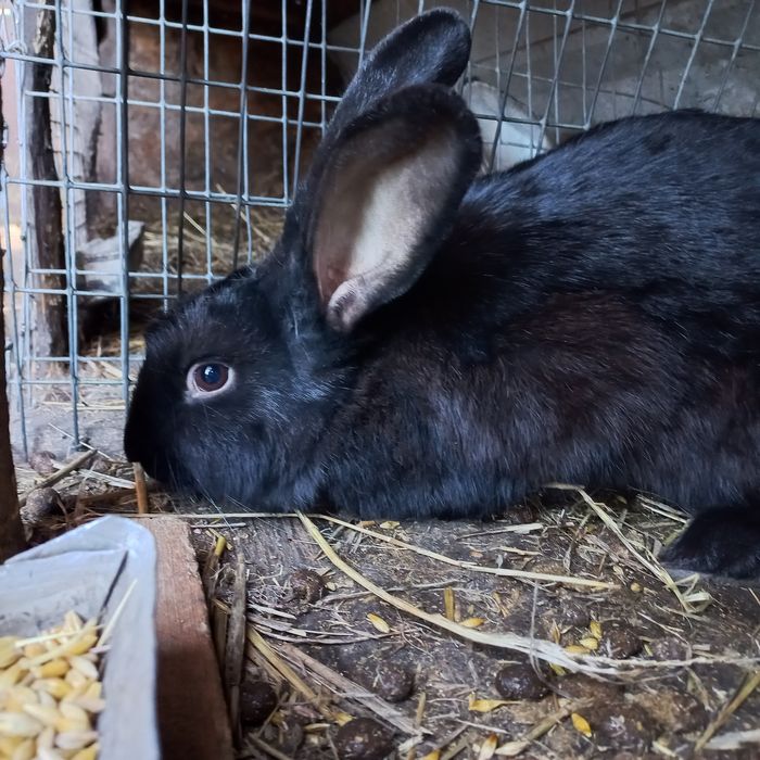 Продам кролики 7 месяцев