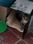Котенок срочно ищет любящий дом