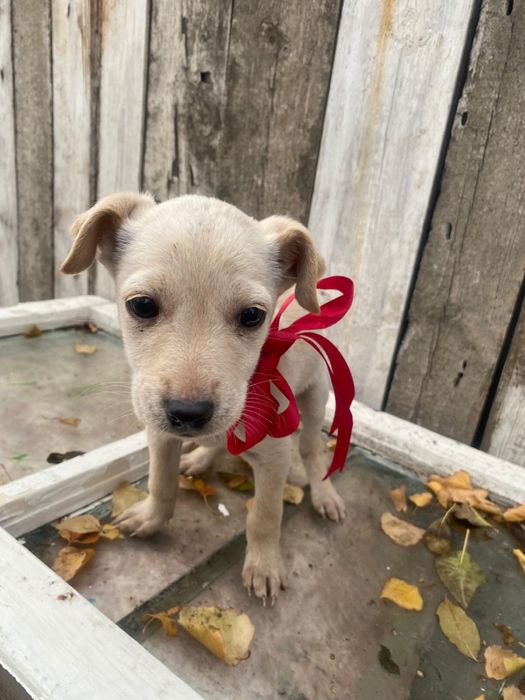 Щенкам нужен дом