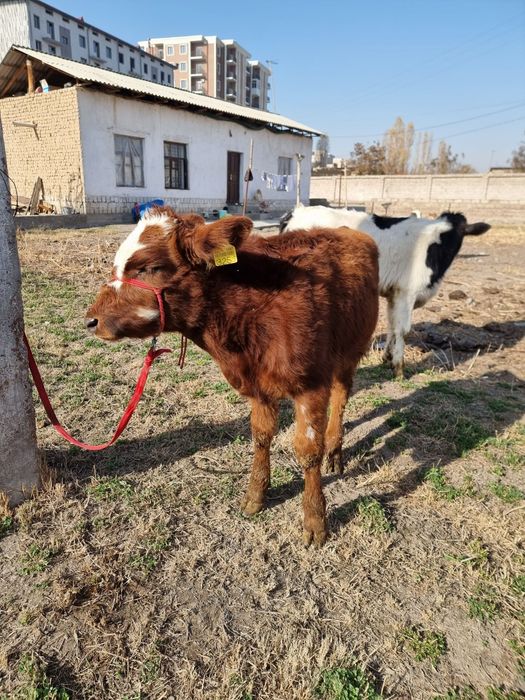 Букача сотилади сифати зор
