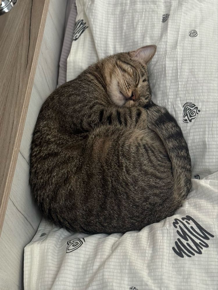 Отдам домашнего кота в добрые руки