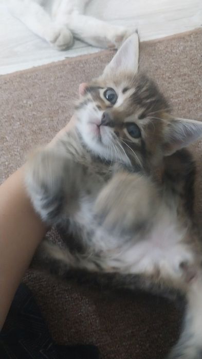 Котенок, девочка