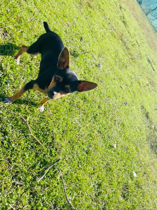 Продавам женски пинчер