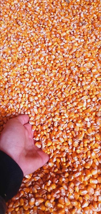 Porumb ,porumb boabe , porumb boane ,