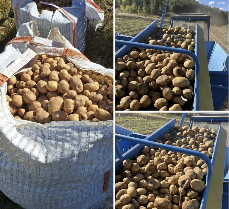 Семена за картофи